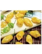 Pimiento habanero limón - semillas no tratadas