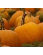 plantel de calabaza para halloween