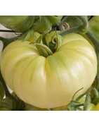 tomate belleza blanca - plantel