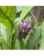 consuelda (Symphitum officinale) semillas no tratadas