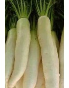 rabano  daikon april cross japones - semillas ecológicas