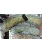 plantel de calabaza Gernika