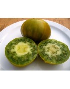 tomate verde de Orista, semillas ecologicas