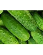 plantel de pepino dasher