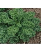 Kale Dwarf green curled - semillas Nat Nat