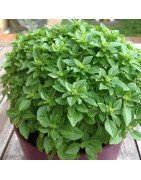 Albahaca de Hoja Pequeña (Semillas Ecológicas)