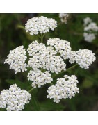 milenrama (Achillea millefolium) semillas ecologicas