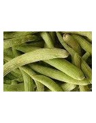 plantel de pepino alficoz