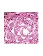 plantel de repollo morado - col lombarda