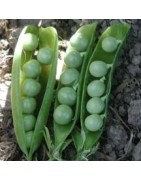 Guisante verde irlandes- semillas ecológicas