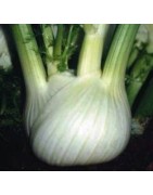 hinojo fedro - semillas ecológicas