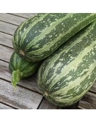 Calabacín F1 Tiger Cross (Semillas Ecológicas)