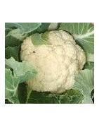 plantel de coliflor tardia (120 días)