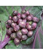 col de Bruselas morada red bull (semillas sin tratamiento)