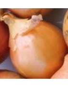 plantel de cebolla babosa temprana