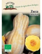 calabaza violina - semillas ecológicas