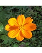 Cosmos Sulphureus - semillas sin tratamiento