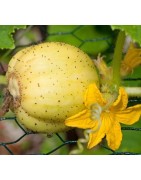 pepino limón - planta