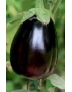 plantel de berenjena