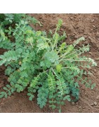 pimpinela menor (Sanguisorba minor)