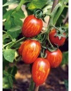 semillas de tomate cherry cebra F1
