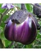 plantel de berenjena violeta de Florencia