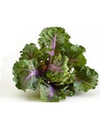semillas de flower sprouts - kalette