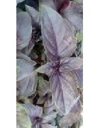 albahaca ópalo oscuro