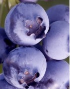 planta de arándano Aurora