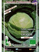 repollo de cabeza gigante  ditmasker- semillas ecológicas