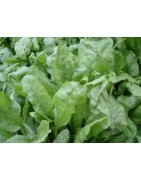 acelga perpetual (semillas sin tratamiento)