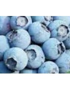 planta de arándano Duke en maceta