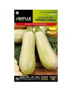 calabacin temprano de Argelia