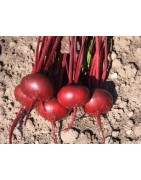 remolacha detroit 2 Bolivar - semillas sin tratamiento