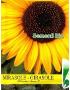 semillas ecológicas de girasol bioseme