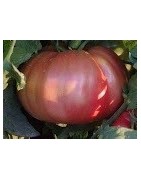 tomate rosa ple - semillas ecológicas