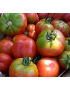 semillas ecológicas de tomate esquena verd