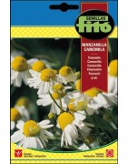 manzanilla - camomila