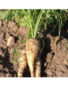 zanahoria blanca de Kuttingen - semillas no tratadas