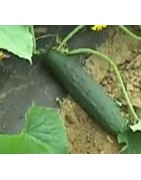 pepino marketmore (semillas ecológicas)