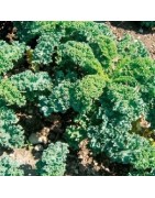 col rizada - kale ostfriesische palme (semillas no tratadas)