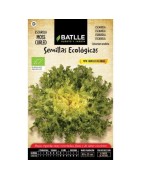 escarola cabello de ángel - semillas ecológicas