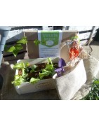 Kit de cultivo para niños