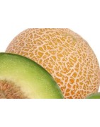 plantel de melón cantalupo