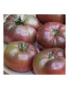 tomate cherokee chocolate