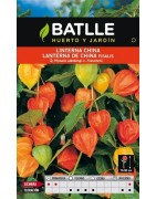 Linterna china (physalis alkekengi v. franchetii)