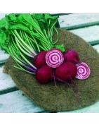 remolacha Chioggia (semillas no tratadas)