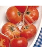 tomate de colgar mallorquín