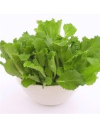 col china pe tsai - semillas ecológicas