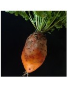 Remolacha amarilla de Eckendorf - semillas no tratadas